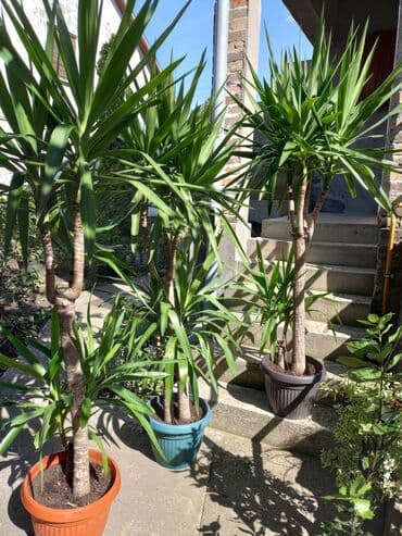 ikea kvake za sobna vrata: Yucca biljka sa karakterističnim deblom i dugim, šiljastim zelenim — 1