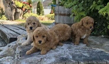 psi za lov: Maltipoo štenci MALTIPOO štenci izuzetnog kvaliteta i izgleda, veoma — 2