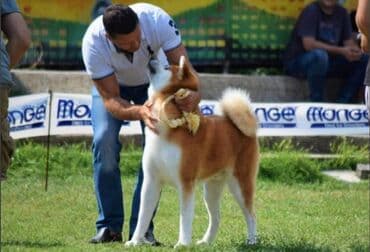 psi za udomljavanje beograd: Stenci akita inu-Japanski Sashatoshi odgajivačnica Japanskih akita — 3