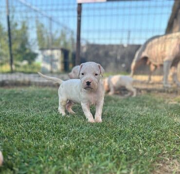 psi pomeranci na poklon: Dogo Argentino štenci Na prodaju štenci Dogo Argentino vrhunskog — 1