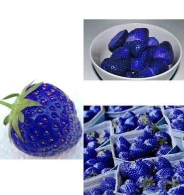 staklene tegle od 5 litara: Seme Lotosa Cena:650din/5 semenki Za kućni Lotus potrebna vam je — 11