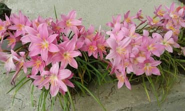 Kisni ljiljani, 5 lukovica — 4