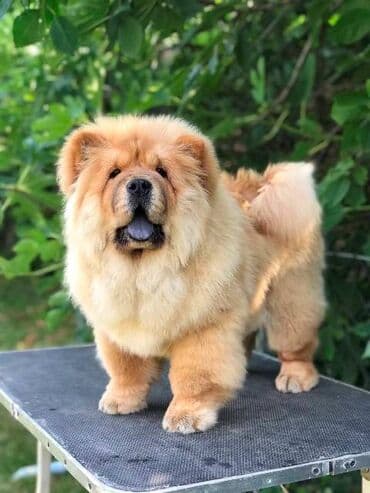 Chow Chow / Čau Čau štenci Chow Chow / Čau Čau štenci na prodaju! — 7