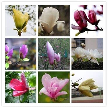 dimenzije ljuljaske za decu: █▬█ █ ▀█▀ *** EXTRA PONUDA *** Magnolije Mix boja 30 semenke Saljemo — 1