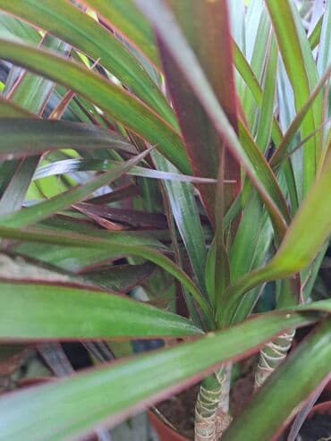 protočne slavine sa grejačem: Filadendron Brasil sa prve i druge slike je 800, Dracena Marginata — 4