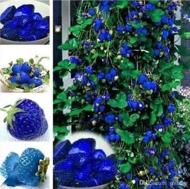 staklene tegle od 5 litara: Seme Lotosa Cena:650din/5 semenki Za kućni Lotus potrebna vam je — 10