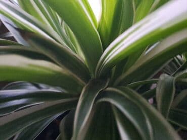 protočne slavine sa grejačem: Chlorophytum, velika biljka sa prve slike je 500, sa druge je 300, sa — 2