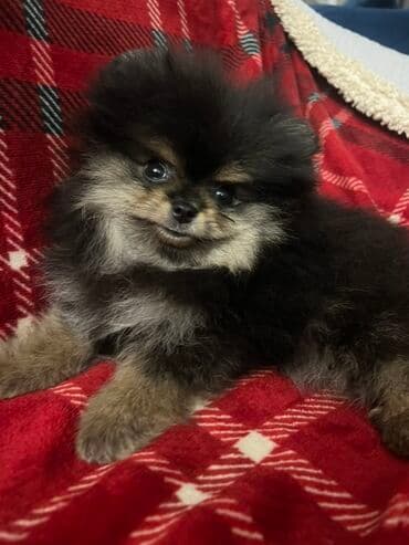 Životinje: Pomeranac Boo unikatni muzjak black and tan boje,star 2.5 — 1
