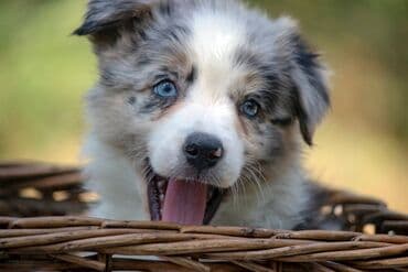 psi za udomljavanje beograd: Border koli-Border collie, štenad, crno bela i blue merle. Štenad je — 5