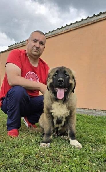 psi za udomljavanje beograd: Kavkaski ovčar štenci Odgajivacnica Petar Veliki FCI 4469 sa preko — 2