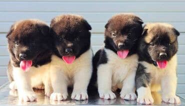 Životinje: Američka Akita, štenci Odgajivacnica TOP WINNER PUPPY sa ponosom — 11