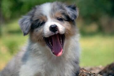 psi za udomljavanje beograd: Border koli-Border collie, štenad, crno bela i blue merle. Štenad je — 3