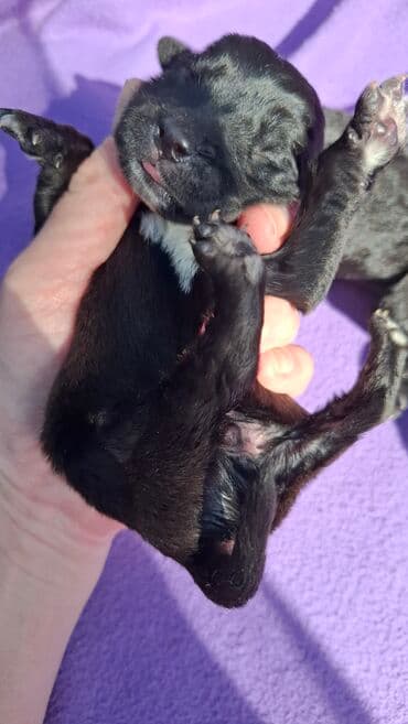 Životinje: Poklanjamo dobrim ljudima bebe sisavce našli smo ih bačene u kutiji — 4