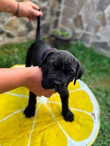 Životinje: Cane Corso štenci Na prodaju štenci Kane Korso sa papirima, oštenjeni — 4