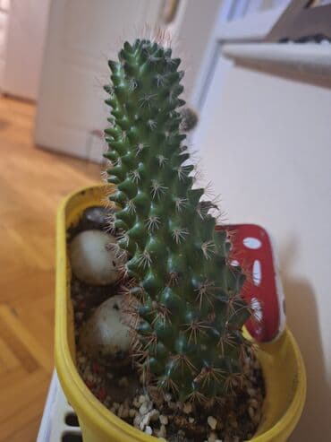 cena prohromskog lima po kilogramu: Kaktusi 2/1 od 13cm i 17cm! Cena po komadu je 400 din, a u paru — 3