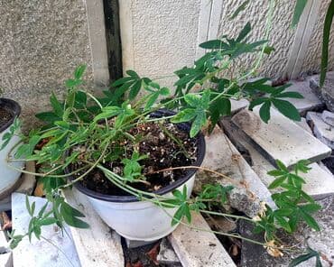 cvetni tepih cvece: Cveće Hristov Venac Hristov venac Passiflora caerulea spada u red — 8