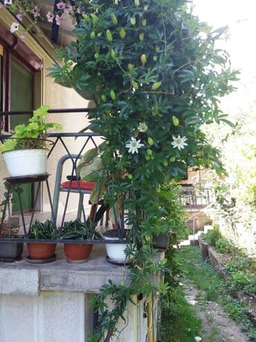 cena prohromskog lima po kilogramu: Hristov venac Cveće Hristov Venac Passiflora caerulea spada u red — 8