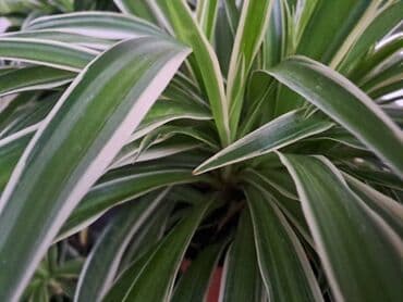 protočne slavine sa grejačem: Chlorophytum, velika biljka sa prve slike je 500, sa druge je 300, sa — 1