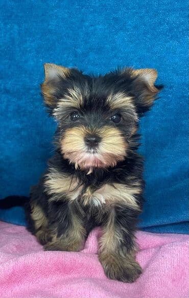 mali psi za stan: Yorkshire Terrier štenci Na prodaju su dve nežne princeze i jedan — 5