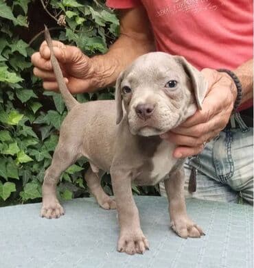psi pomeranci na poklon: American bully AMERICKI BULLY, top stenad, strucno odnegovana — 2