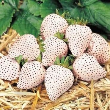 staklene tegle od 5 litara: Seme Lotosa Cena:650din/5 semenki Za kućni Lotus potrebna vam je — 2