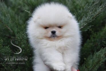 pomeranac mali psi za stan na poklon: Pomeranac Boo. Vrhunski štenci pomeranca,kratkih nĵuskica, dobre dlake — 5