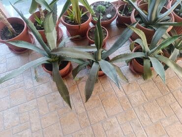 Aloe Vera više vrsta — 3