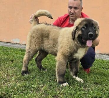 psi za udomljavanje beograd: Kavkaski ovčar štenci Odgajivacnica Petar Veliki FCI 4469 sa preko — 9