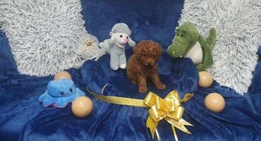 psi pomeranci: Toy/mini crvene pudle Toy/mini pudle odnegovani u kućnim uslovima i — 3