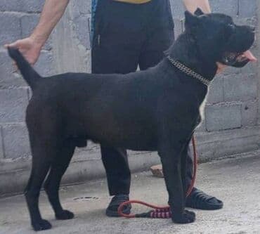 Životinje: Cane Corso štenci Na prodaju štenci Kane Korso sa papirima, oštenjeni — 8
