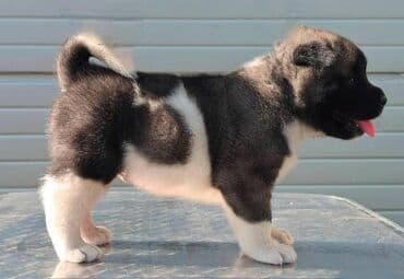 Životinje: Američka Akita, štenci Odgajivacnica TOP WINNER PUPPY sa ponosom — 5