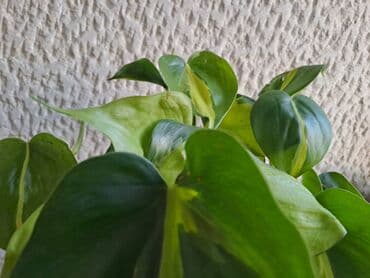 protočne slavine sa grejačem: Filadendron Brasil sa prve i druge slike je 800, Dracena Marginata — 1