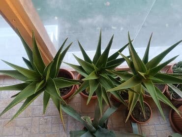Aloe Vera više vrsta — 2