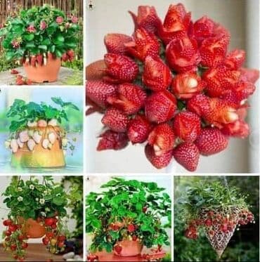 staklene tegle od 5 litara: Seme Lotosa Cena:650din/5 semenki Za kućni Lotus potrebna vam je — 14