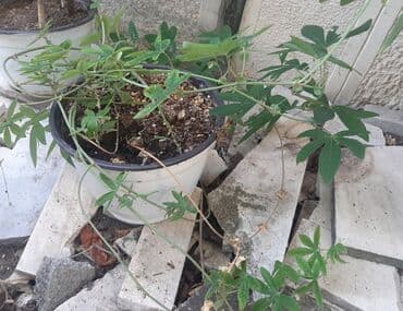cvetni tepih cvece: Cveće Hristov Venac Hristov venac Passiflora caerulea spada u red — 6