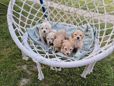 psi za lov: Maltipoo štenci MALTIPOO štenci izuzetnog kvaliteta i izgleda, veoma — 9