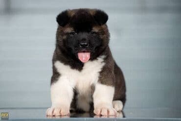 Psi: Američka Akita štenci Odgajivacnica TOP WINNER PUPPY sa ponosom — 4