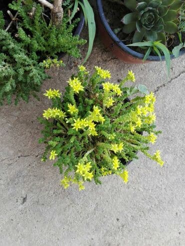 Semena i sadnice: Cvece