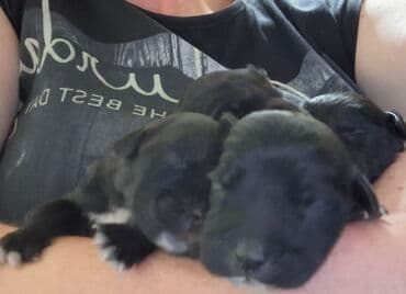Životinje: Poklanjamo dobrim ljudima bebe sisavce našli smo ih bačene u kutiji — 3