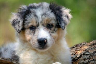 psi za udomljavanje beograd: Border koli-Border collie, štenad, crno bela i blue merle. Štenad je — 4