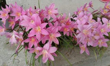 Kisni ljiljani, 5 lukovica — 1