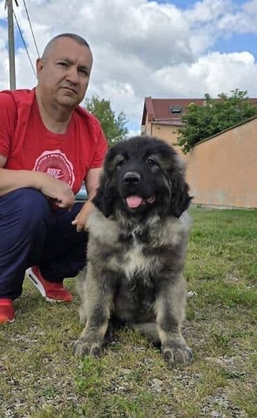 psi za udomljavanje beograd: Kavkaski ovčar štenci Odgajivacnica Petar Veliki FCI 4469 sa preko — 5