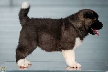 Psi: Američka Akita štenci Odgajivacnica TOP WINNER PUPPY sa ponosom — 3