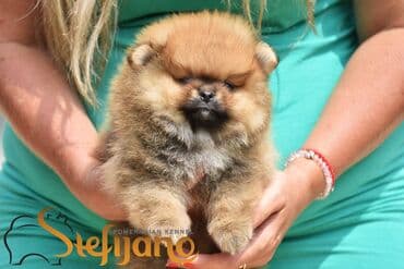 pomeranac mali psi za stan na poklon: Pomeranac Boo. Vrhunski štenci pomeranca,kratkih nĵuskica, dobre dlake — 3