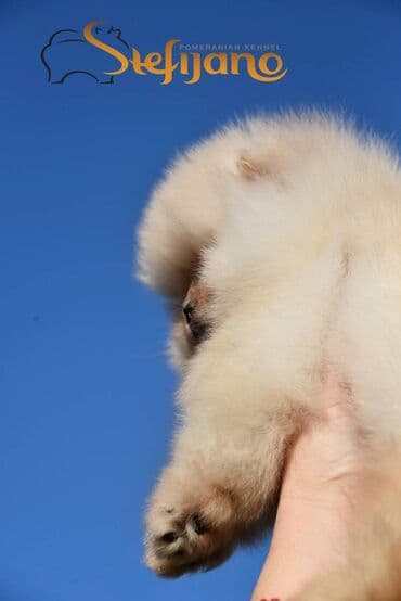 pomeranac mali psi za stan na poklon: Pomeranac Boo. Vrhunski štenci pomeranca,kratkih nĵuskica, dobre dlake — 3