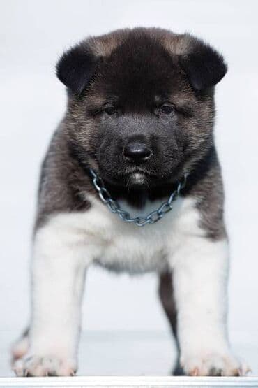 Psi: Američka Akita štenci Odgajivacnica TOP WINNER PUPPY sa ponosom — 2