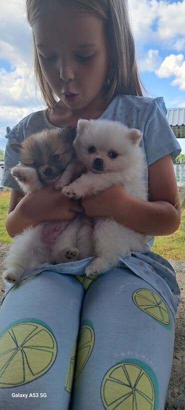 Pets & Animals: Dogs — 1