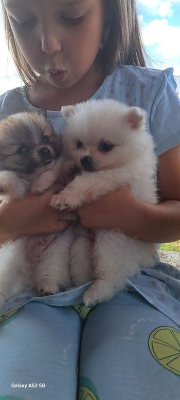 Pets & Animals: Dogs — 2