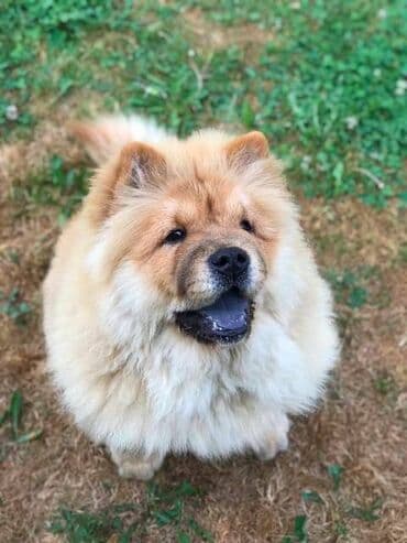 Chow Chow / Čau Čau štenci Chow Chow / Čau Čau štenci na prodaju! — 6