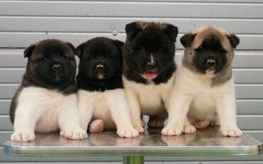 Psi: Američka Akita štenci Odgajivacnica TOP WINNER PUPPY sa ponosom — 8
